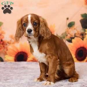 Clyde, Cavalier King Charles Spaniel Puppy